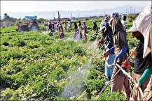 فرآیند اجرایی استانداردهای اجباری ۳۰ آفت‌کش‌ بررسی شد