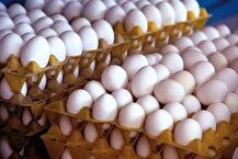 خرید حمایتی تخم مرغ از امروز آغاز شد