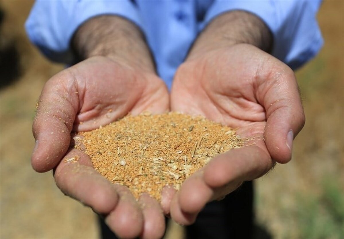 مطالبات تولیدکنندگان دانههای روغنی به فوریت پرداخت میشود