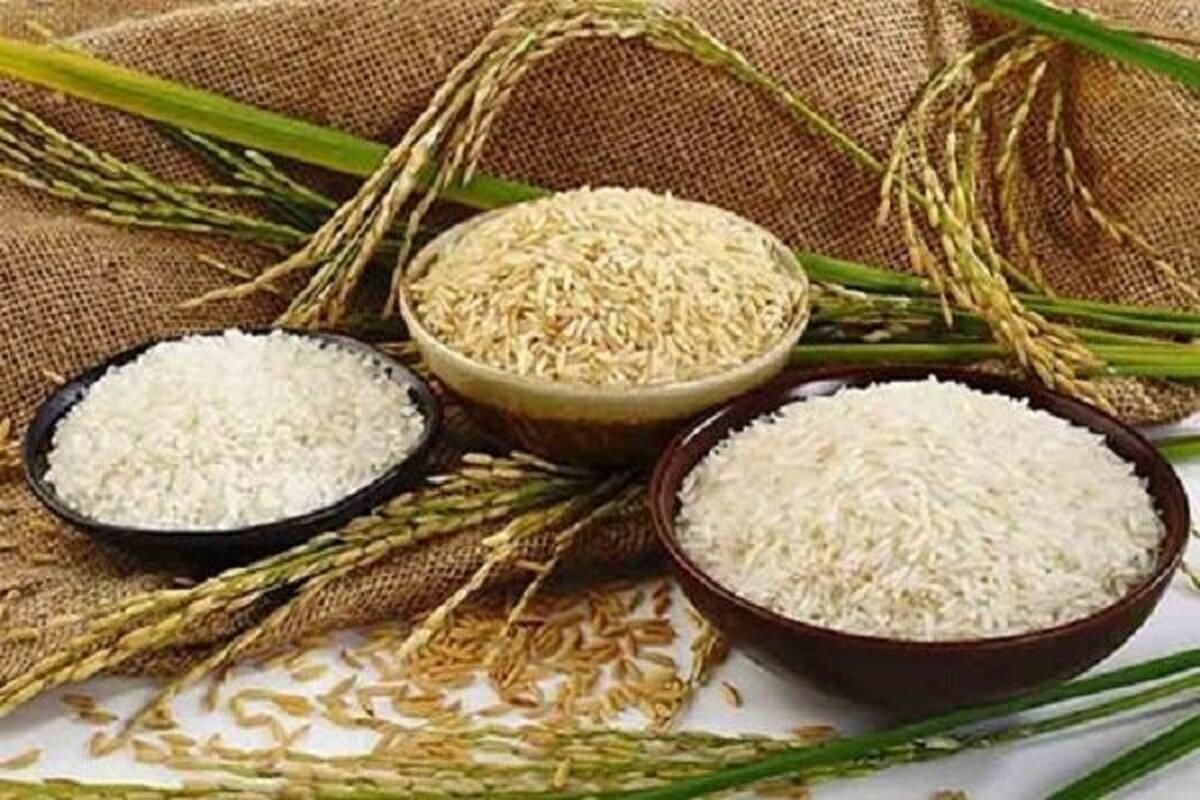 ذخایر برنج دولتی به موقع وارد بازار نشد
