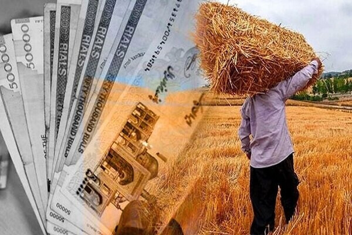 پرداخت مطالبات معوق گندمکاران آغاز شد