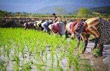 سیاست غلط تنظیم بازار و دلالی برنج آمار فائو را هم مخدوش کرد