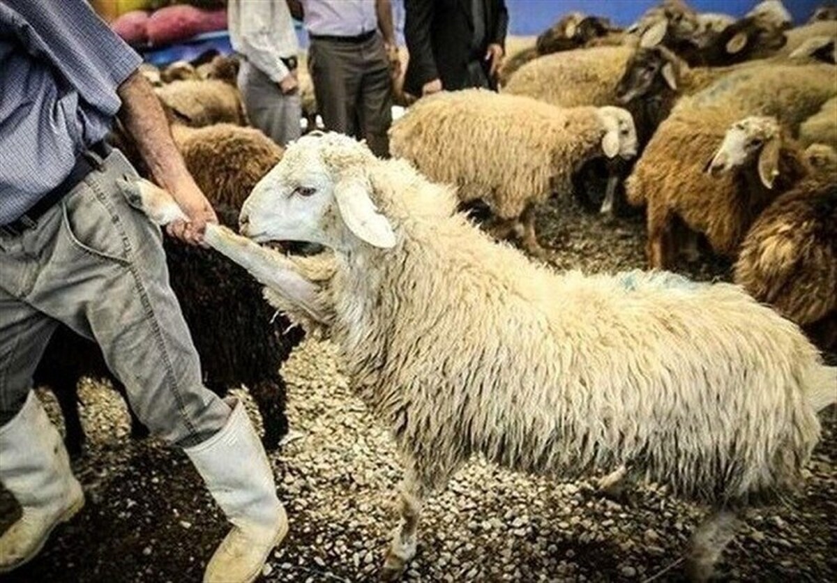 خشکسالی و گرانی نهاده پای دامهای مولد را به کشتارگاه باز کرد