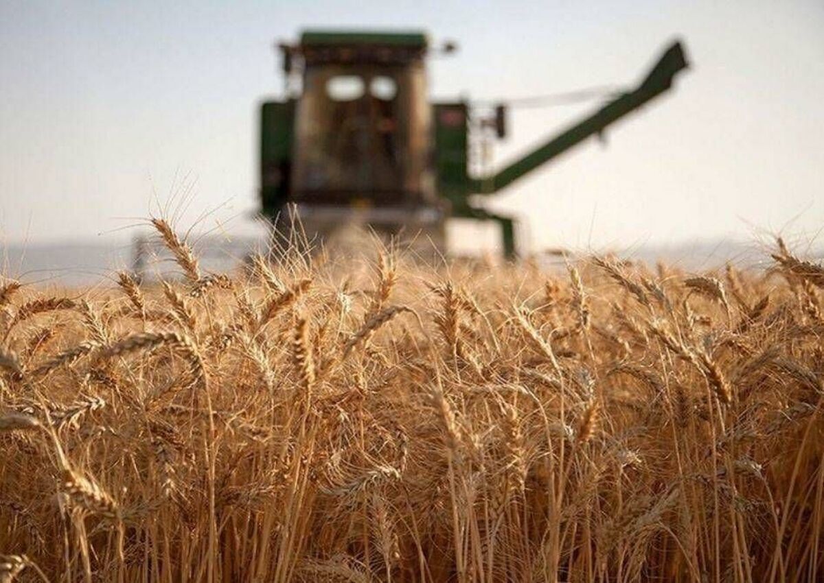 خرید تضمینی گندم به مرز ۷.۵ ممیلیون تن رسید