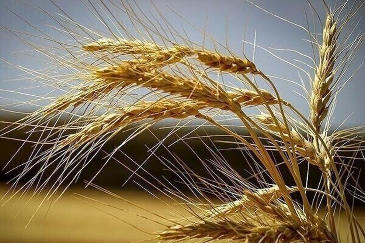 ۸۷ درصد مطالبات گندمکاران بابت خرید تضمینی گندم‌کاران پرداخت شده است
