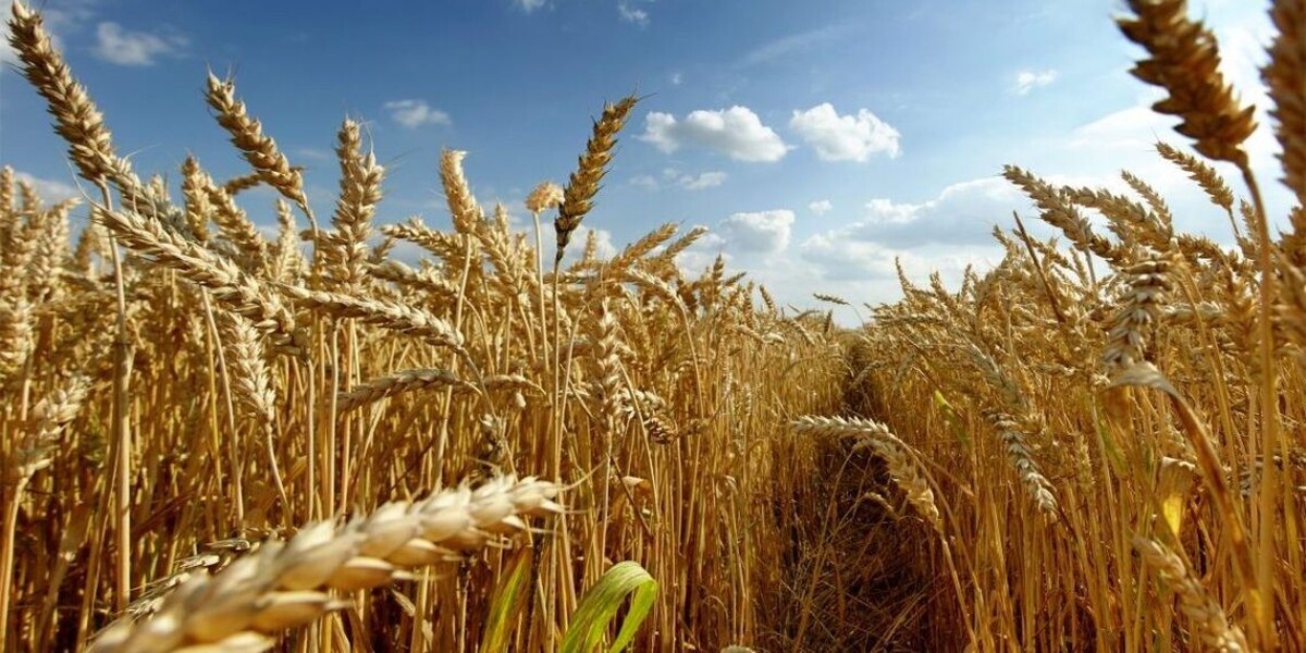 تأخیر پرداخت مطالبات، گندم را خوراک دام کرد