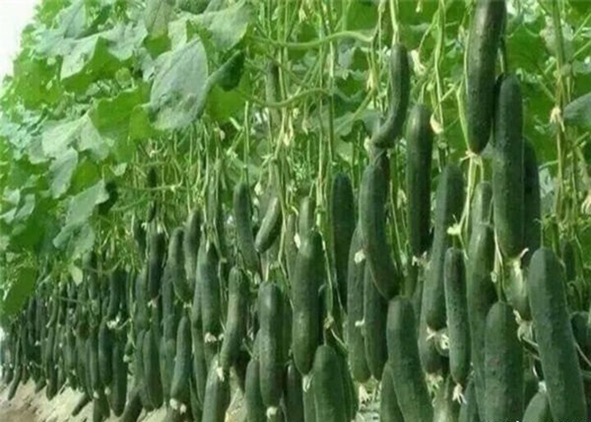 قیمت انواع میوه و سبزی‌جات در روزهای اول مرداد