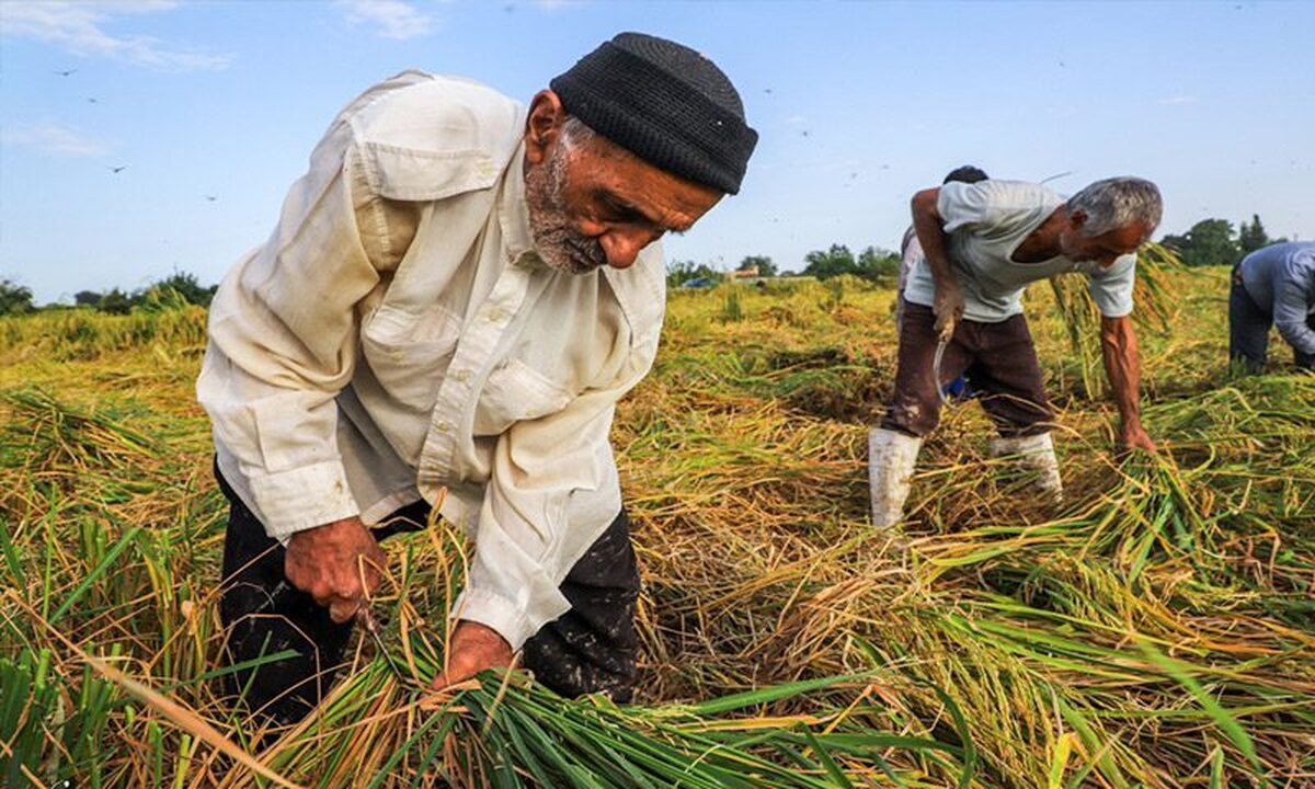 عامل اصلی کاهش بهرهوری مزارع کشاورزی چیست؟