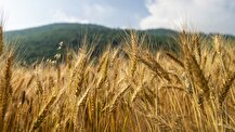 خسارت ۸۰ درصدی گندم دیم؛ تمام مزارع بیمه بودند