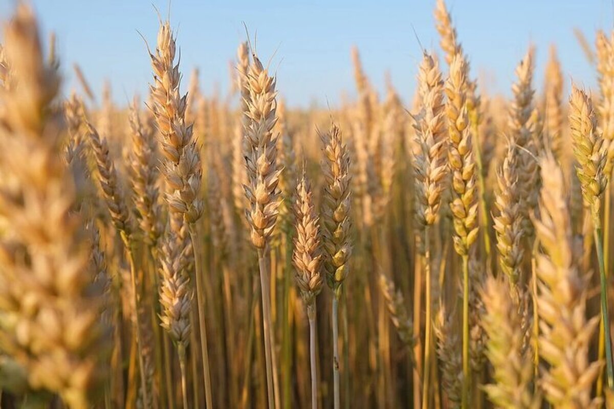 کاهش ۴۰ درصدی خرید تضمینی گندم