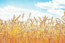 قیمت خرید گندم امروز ۲۱ شهریور ماه در بازار جهانی