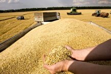 نرخ خرید تضمینی گندم تا پایان شهریور اعلام می‌شود