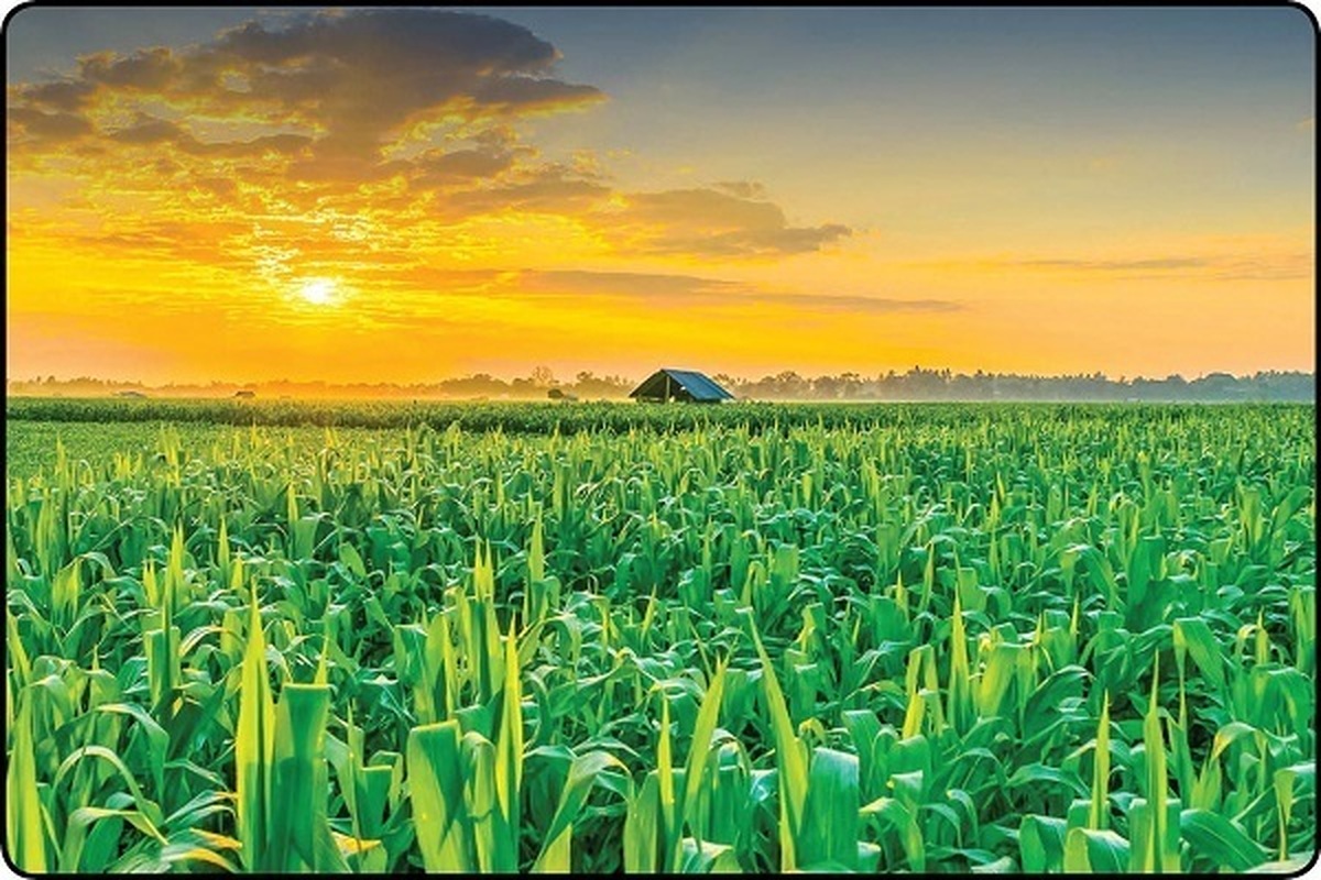 پشت پرده اصرار وزارت جهاد کشاورزی به کشت فراسرزمینی