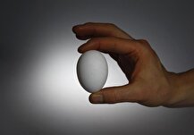 موافقت اولیه با افزایش قیمت تخم مرغ