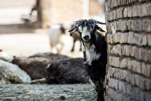 قاچاق گسترده دام در حال انجام است/قیمت دام کاهشی شد