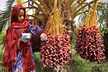 گردش مالی خرما در بازار داخل و صادرات ۱.۵ میلیون دلار است