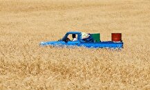 تولید گندم به ۸ میلیون تن رسید