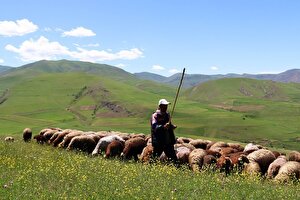 نهاده گران، گوشت گران‌تر