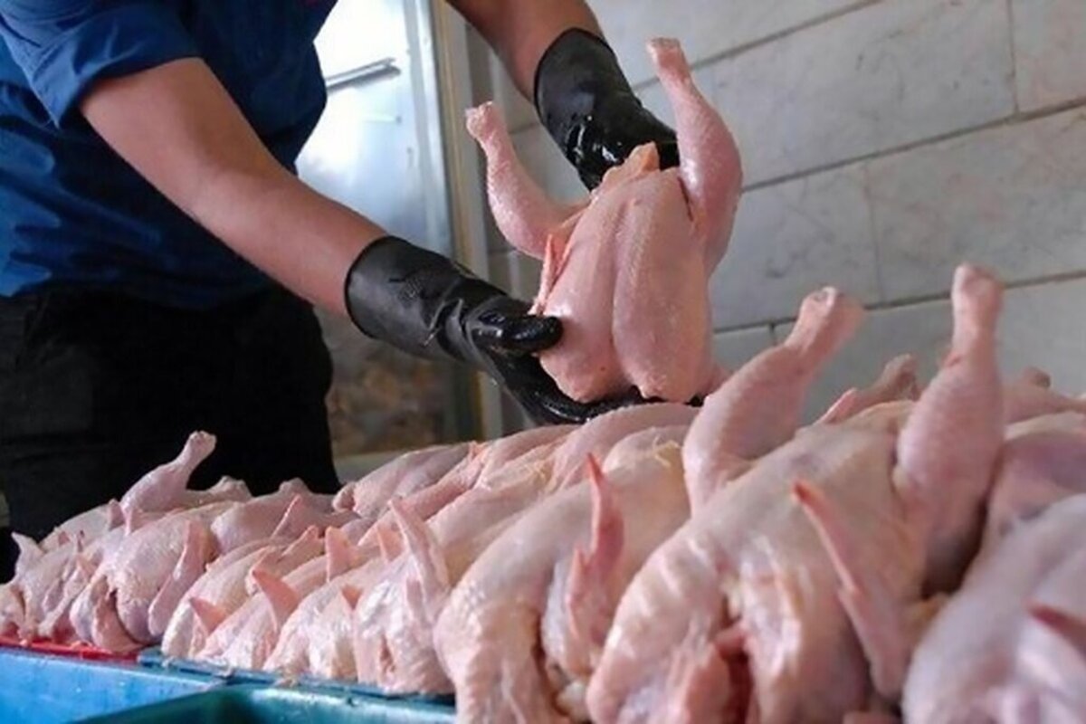مرغ با نرخ مصوب در میادین عرضه میشود