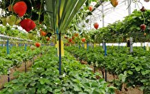 ۱۳۰ همت در بخش کشاورزی سرمایه گذاری شد