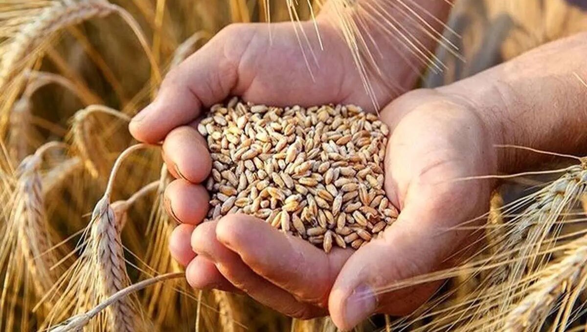 قیمت خرید تضمینی گندم