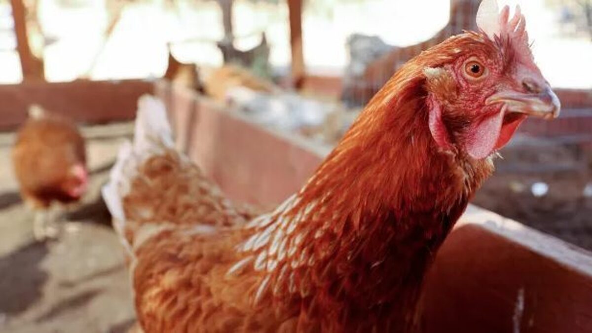 رصد آنفلوآنزای پرندگان H5N1 در طیور ایران