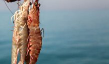 پیش‌بینی تولید ۵۰ هزار تن میگوی پرورشی در سال ۱۴۰۴