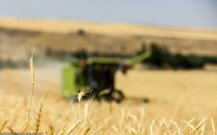 نرخ خرید تضمینی گندم ۲۹.۵۰۰ تومان تعیین شد