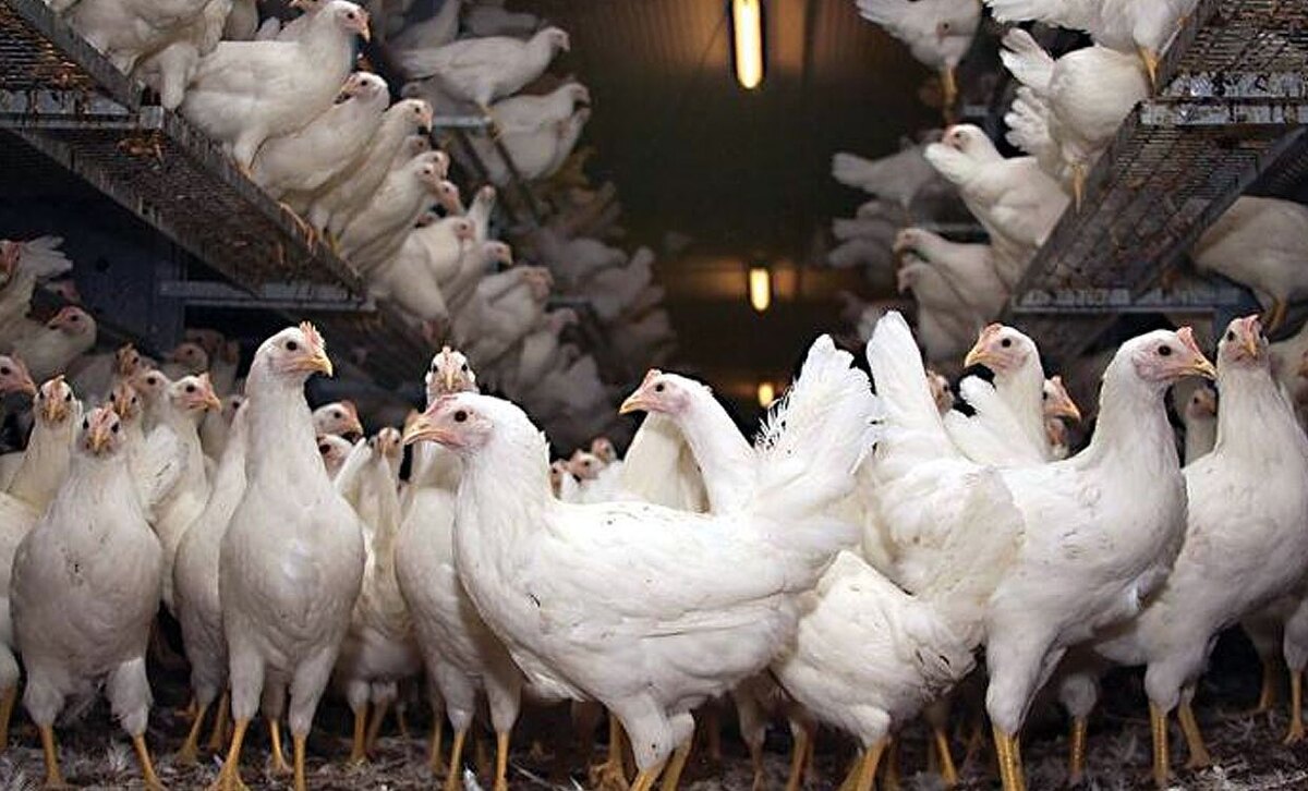 بازار مرغ در ایران؛ چرخه ناتمام بینظمی و تورم پنهان در زنجیره تولید