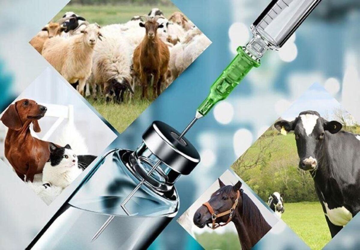صادرات ۹۰ میلیارد تومانی واکسن در نیمه نخست امسال