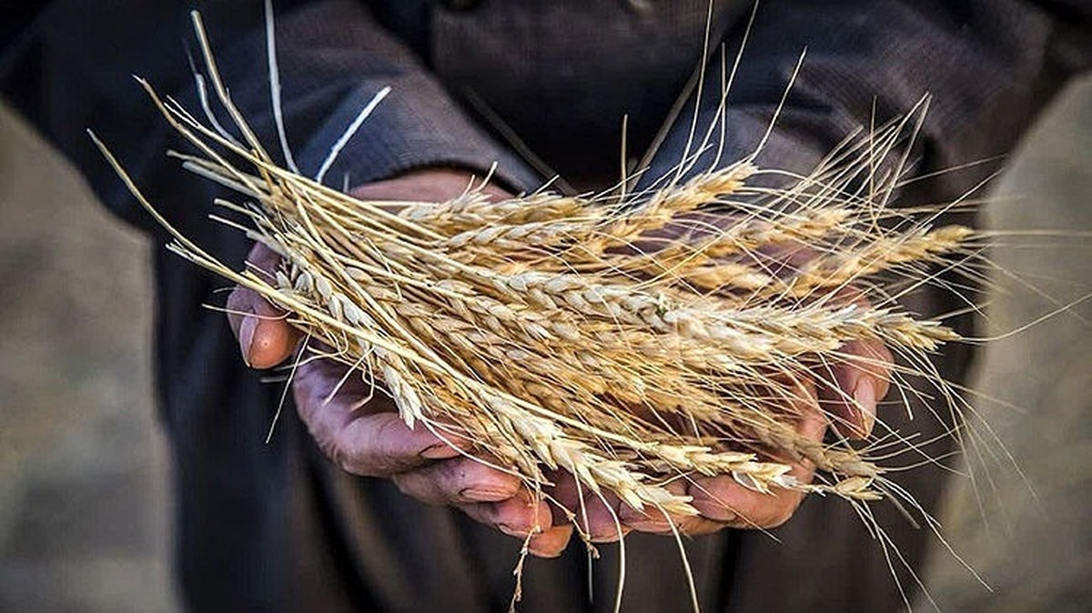 نوروزی: ۹۵ درصد مطالبات گندمکاران پرداخت شد
