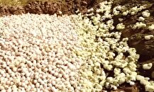 وزارت جهاد کشاورزی دلایل جوجه‌کُشی را توضیح داد