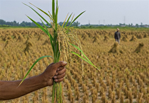 همکاری جدید ایران و فائو در حوزه کشاورزی مقاوم