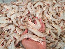 یک بیماری تولید میگو در کشور را نصف کرد