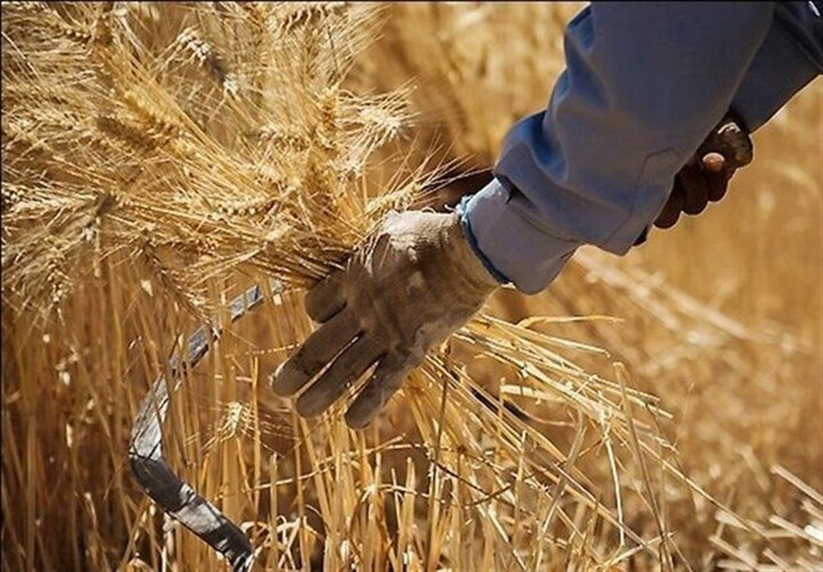 پرداخت ۳ هزار و ۲۰۶ میلیارد تومان دیگر از مطالبات گندم‌کاران