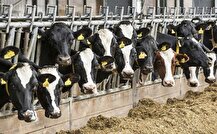 ارز نرسد واردکننده محصولات پروتئینی می‌شویم