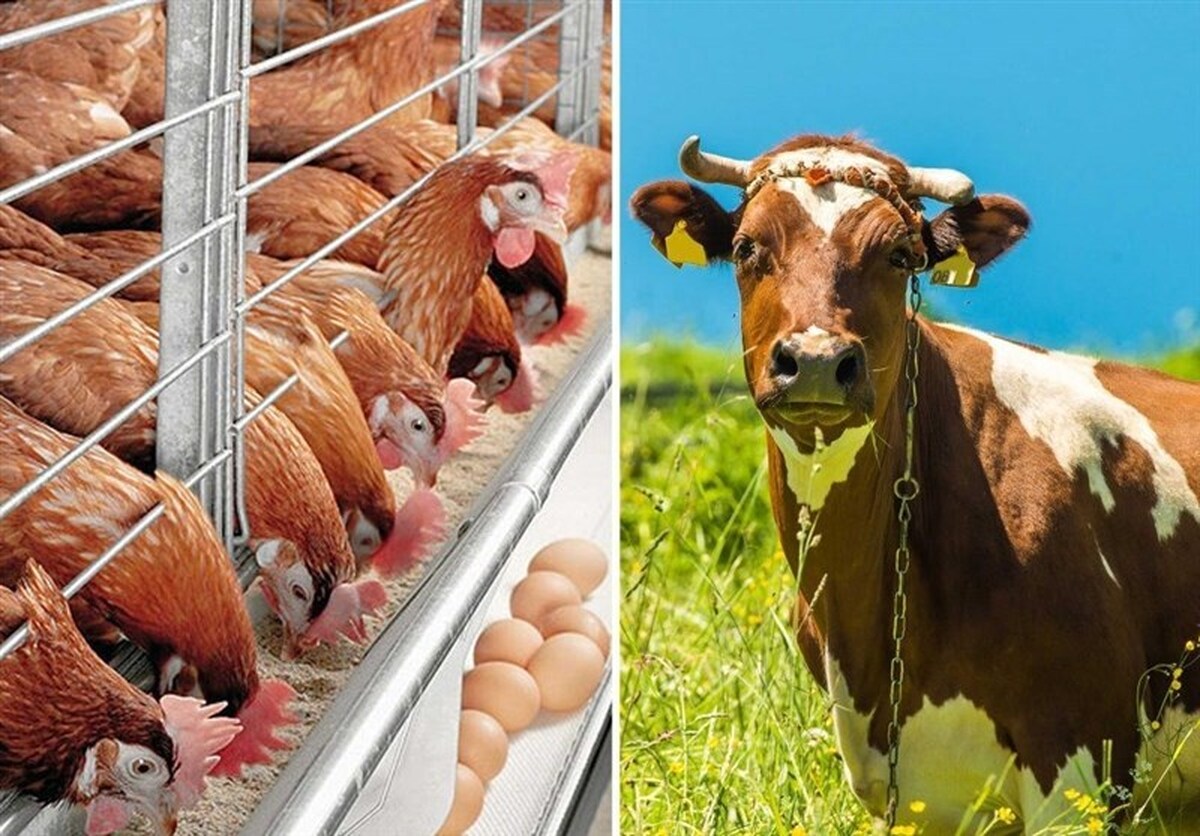 حمل نهادههای دامی به واحدهای تولیدی آغاز شد