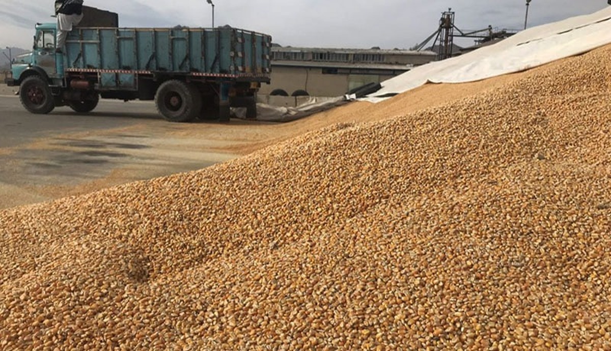 تزریق ۳۰۰ میلیون یورو برای نهادههای دامی؛ آیا گره گرانی باز میشود؟