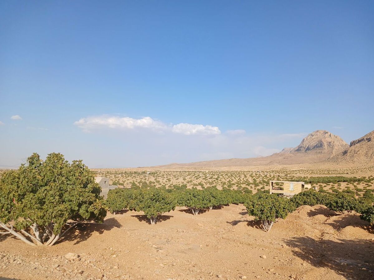 انجیر استهبان میراث کشاورزی ایران در فائو؛ ۳.۵ درصد انجیرستان‌های جهان در اختیار استهبان