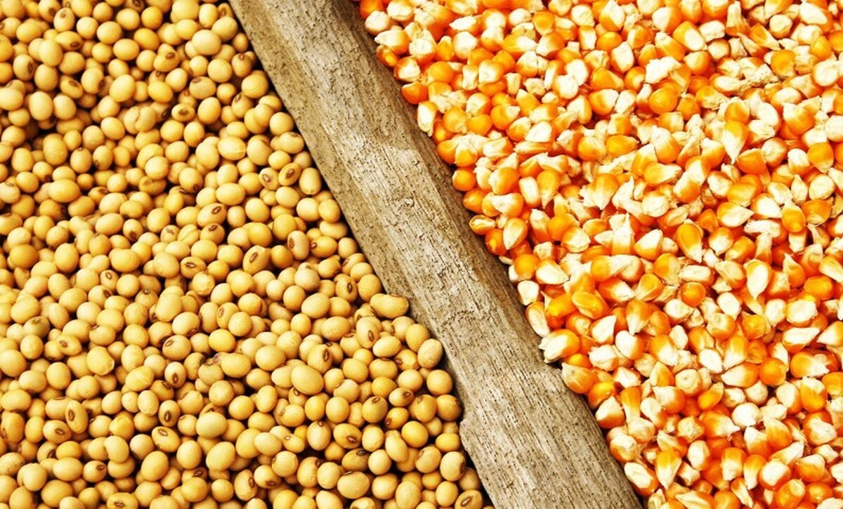 کشت قراردادی نهاده‌ دامی؛ راهکاری تخصصی یا انحصار در تامین پروتئین؟