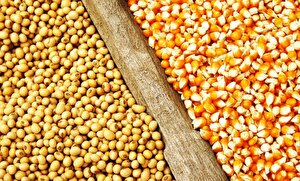 کشت قراردادی نهاده‌های دامی؛ راهکار تخصصی یا کلید انحصار در تامین پروتئین؟