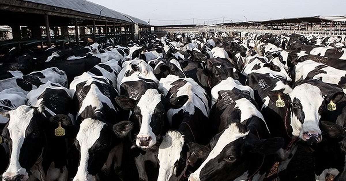 شیوع جدی تب‌برفکی در برخی دامداری‌ها و خطر احتمالی کمبود لبنیات و گوشت