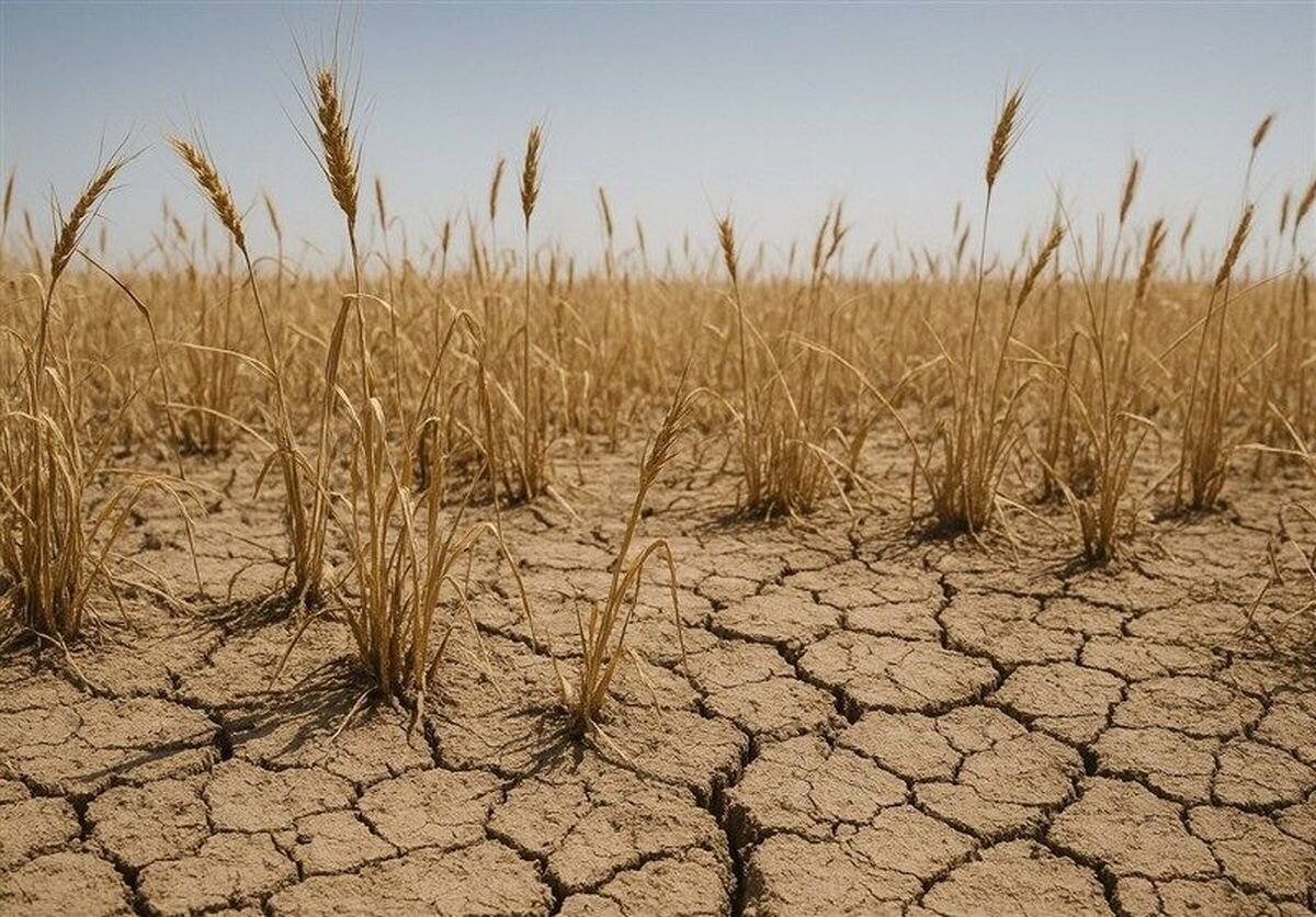 آغاز پرداخت غرامت گندمکاران با واریز ۱۱۰۰ میلیارد تومان