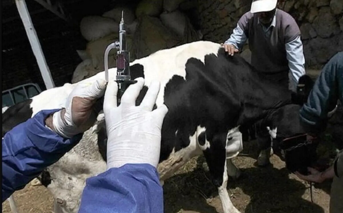 آخرین وضعیت تب برفکی در کشور/ اپیدمی رخ نداده است