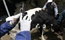 آخرین وضعیت تب برفکی در کشور/ اپیدمی رخ نداده است