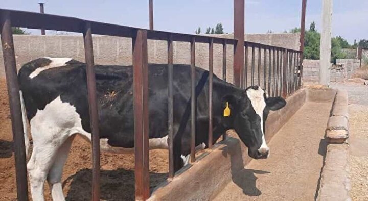 فقط ۲ هفته برای تامین نهاده مهلت داریم؛ وزارت جهاد برنامه موثر ندارد