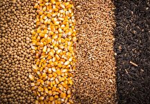 صدور مجوز واردات ۵.۵ میلیون تن نهاده دامی توسط ستاد تنظیم بازار