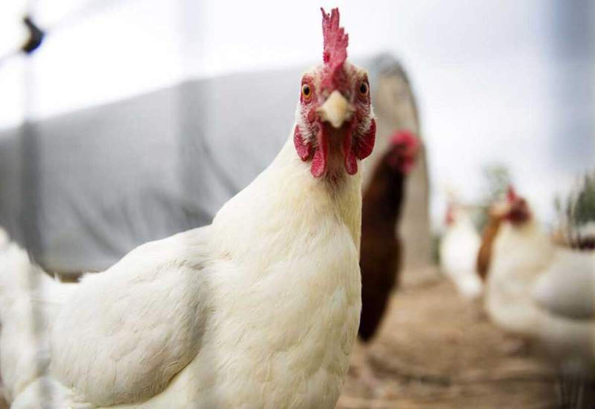 جولان ربات‌های دستیار دلال در بازارگاه؛ وزیر جهاد بحران نهاده را نمی‌بیند؟