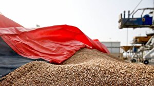 جولان ربات‌های دستیار دلال در بازارگاه؛ وزیر جهاد بحران نهاده را نمی‌بیند؟