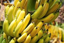 توقف واردات موز تکذیب شد؛ واردات محصولات کشاورزی طبق روال انجام می شود